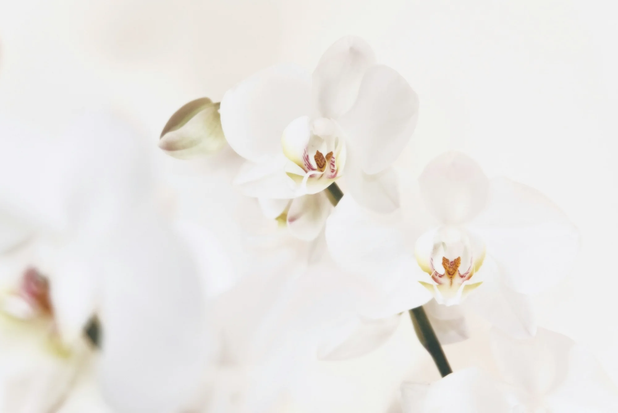 Foto: Jocelyn Morales / Unsplash Vita orkidéer i mjukt ljus