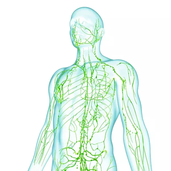 Illustration av lymfsystemet